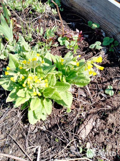 Примула лимонная