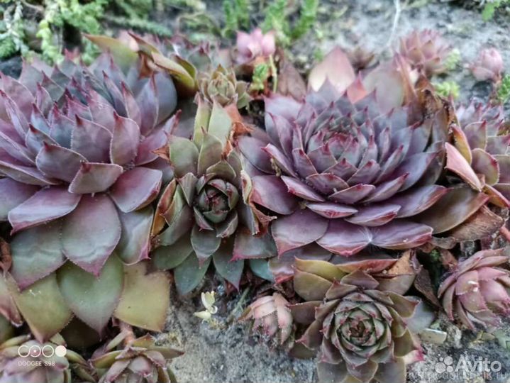 Молодило садовое