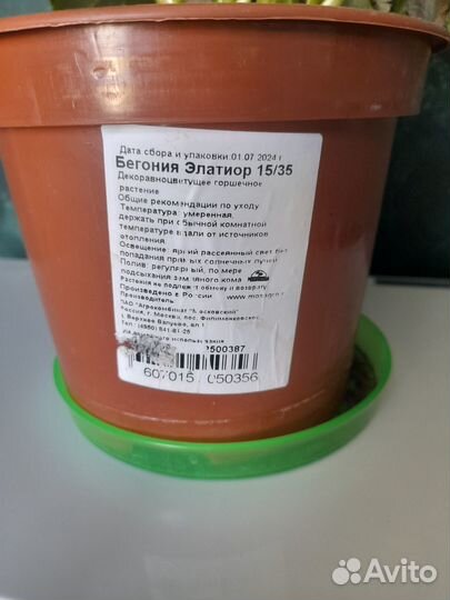 Бегония элатиор
