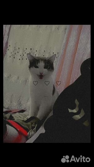 Кот в добрые руки