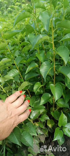 Подвой Антипка (Маголепка)