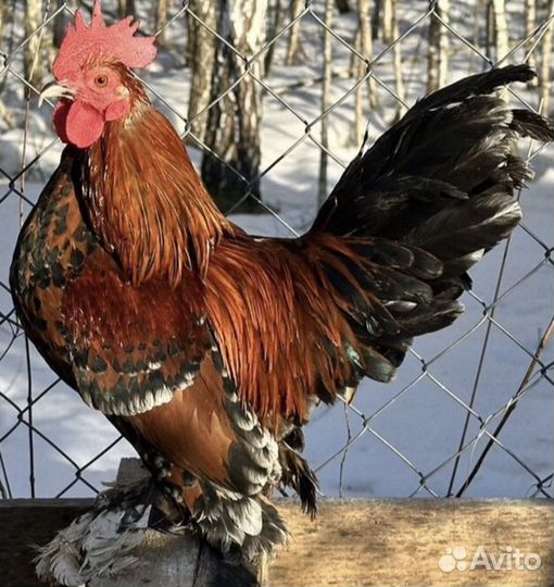 Куры мильфлёр