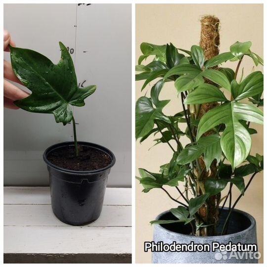 Набор комнатных растений 8 шт растюшек