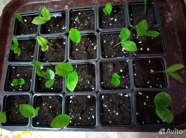 Замиокулькас