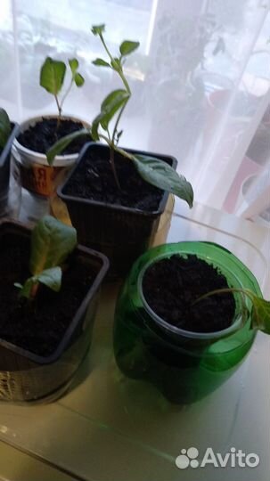 Комнатные цветы фуксия