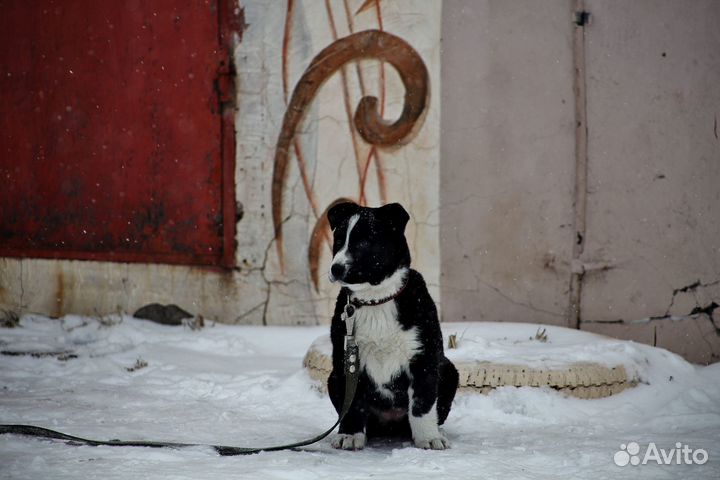 Дейзи ищет дом