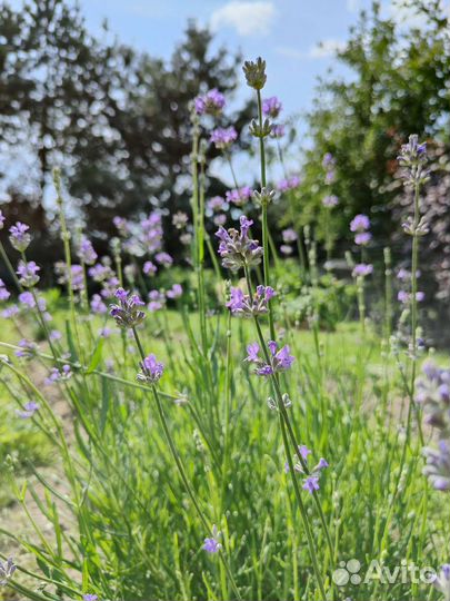 Лаванда саженцы