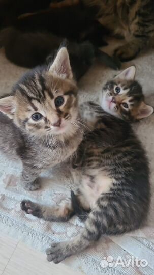 Котята в добрые руки бесплатно