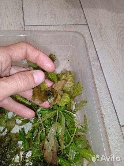 Аквариумные растения прополка