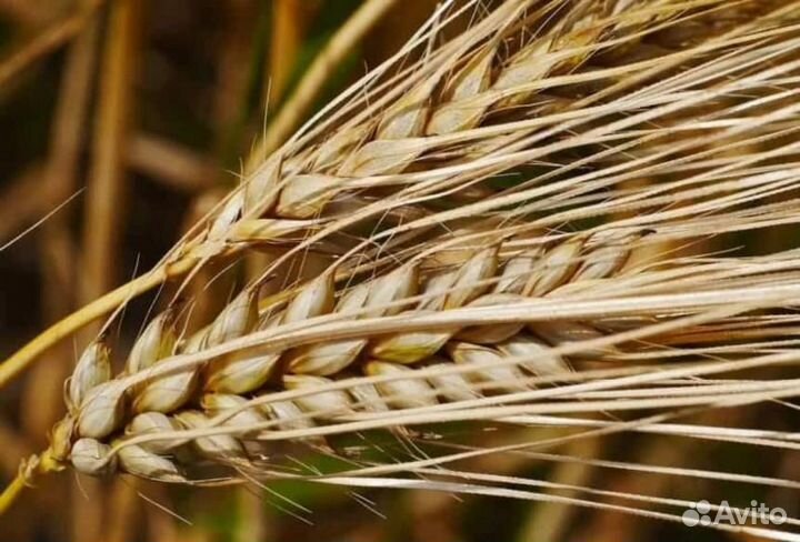 Ячмень в мешках