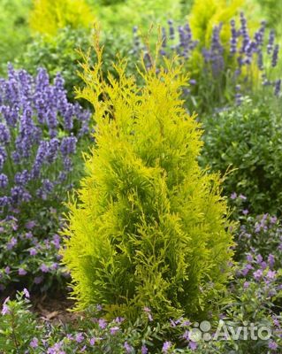 Хвойные растения (туи)