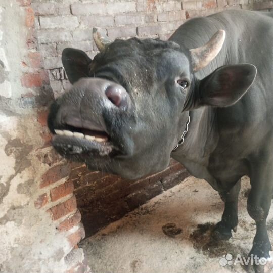 Продам быка