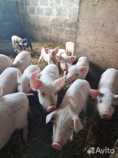 Поросята ландрас