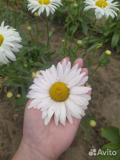 Цветущие кустарники и цветы