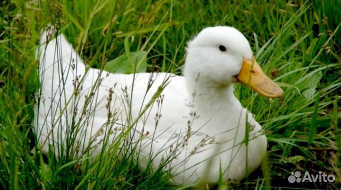 Утята бройлеры