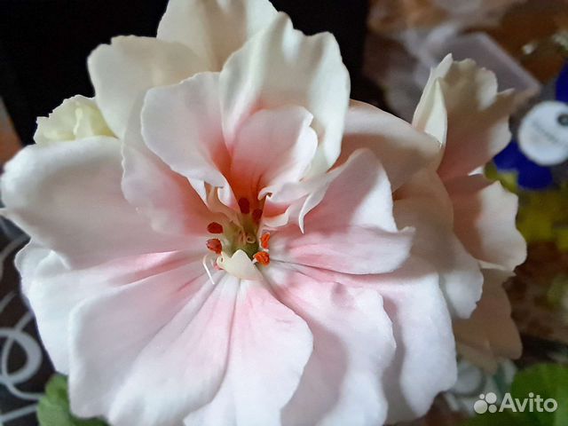 Пеларгония герань сортовая Lovely Vera