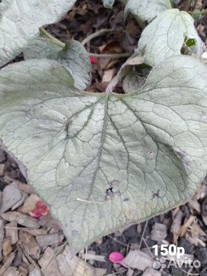 Полынь шмидта, брунера, салидаго патио, эукомис