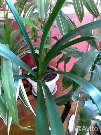 Комнатные растения