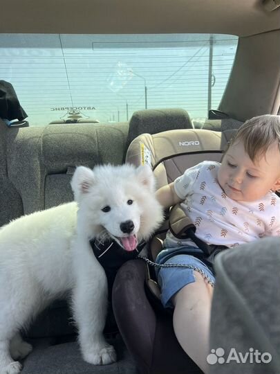 Щенки самоеда