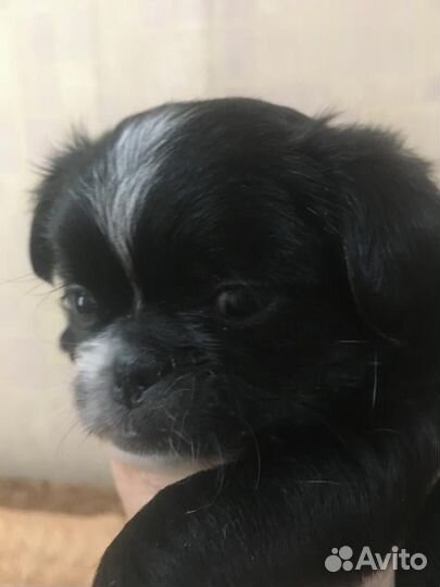 Щенки пти брабансона