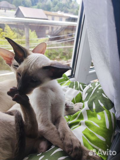 Ориентал котенок девочка