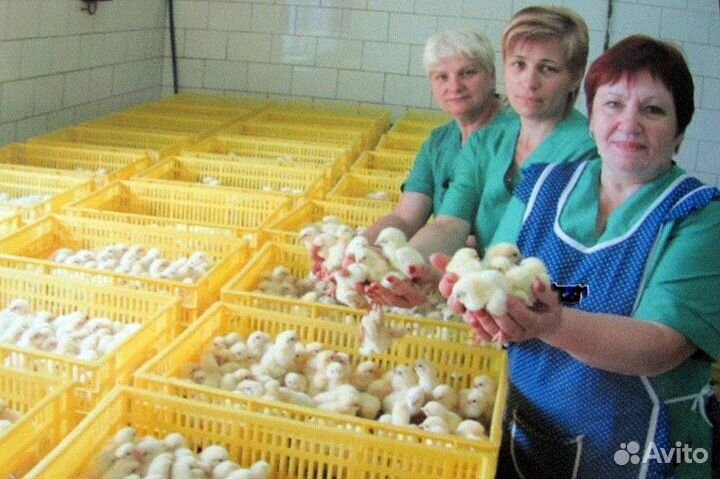 Разнорабочий на инкубатор (вахта)