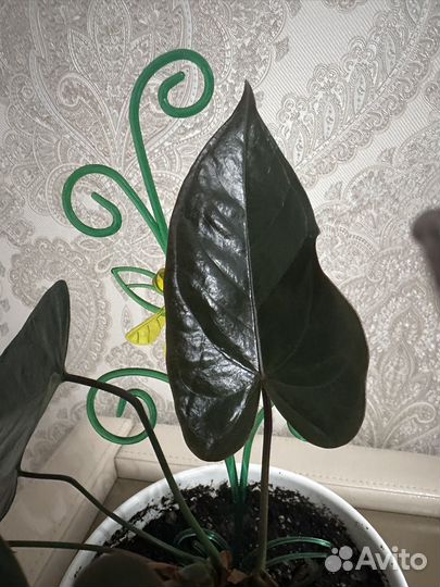 Антуриум черный