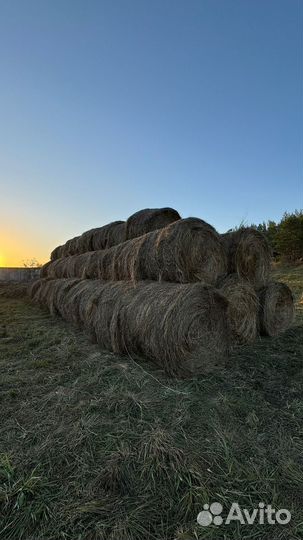 Сено в тюках