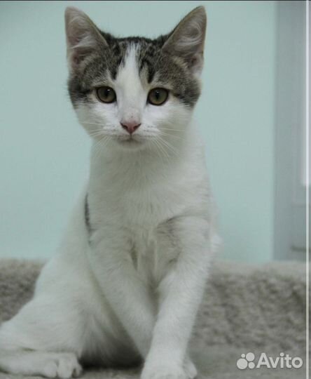 Котенок мальчик ищет дом