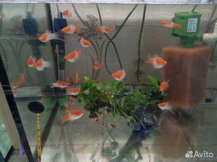 Аквариумные рыбки и растения
