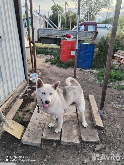 Хаска в добрые руки девочка