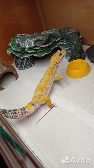 Эублефар самец