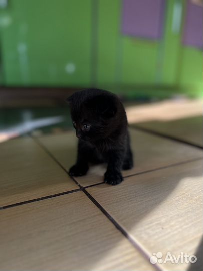 Британская кошка