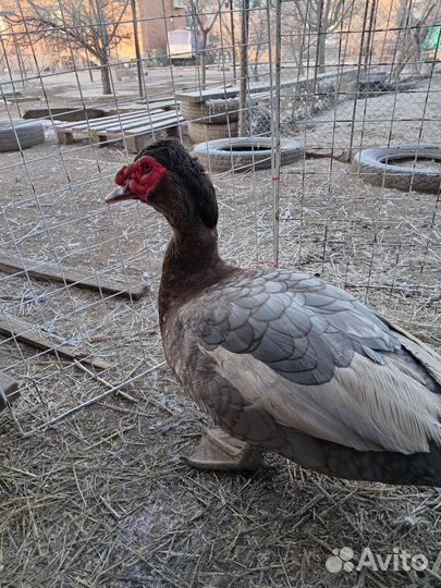 Мускусные утки