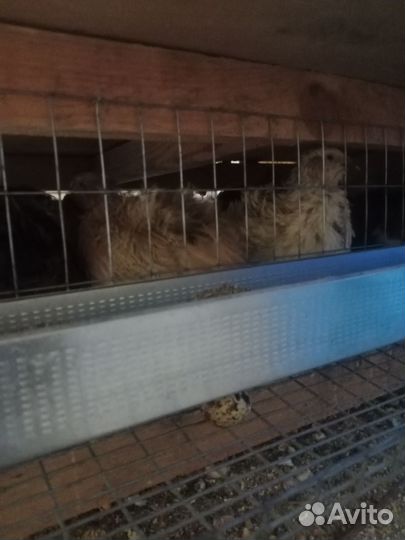 Яйца перепелиные