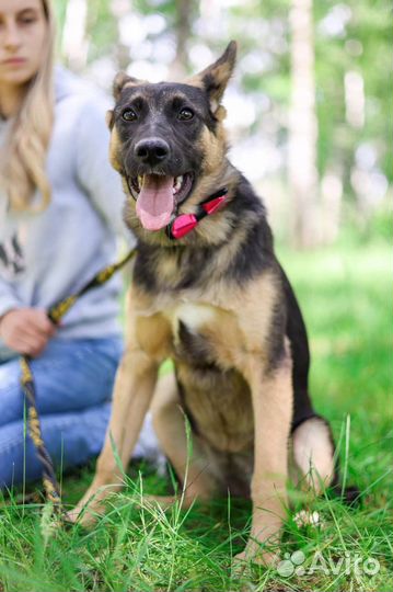 Маоышка Дафна ищет дом