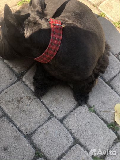 Ошейник для собак