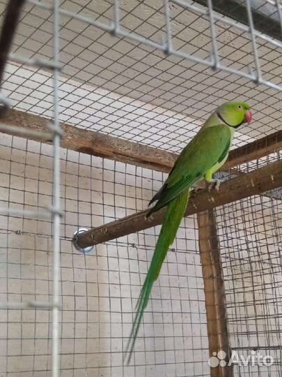 Ожереловый попугай