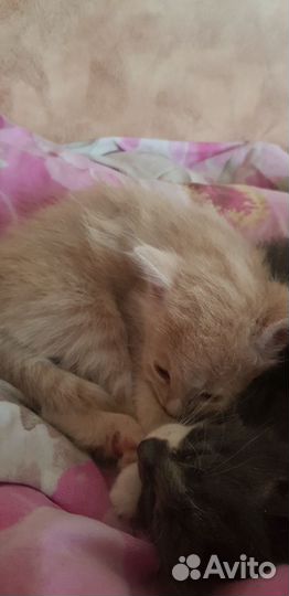 Рыжий котенок мальчик