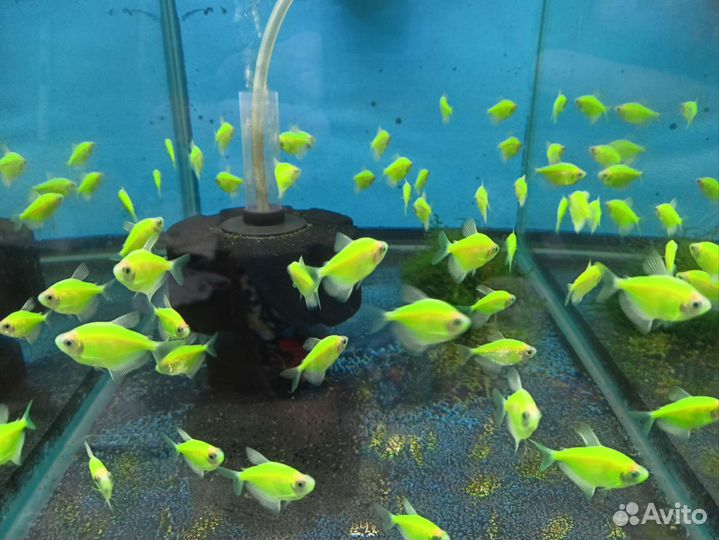 Аквариумные рыбки (розница и опт)