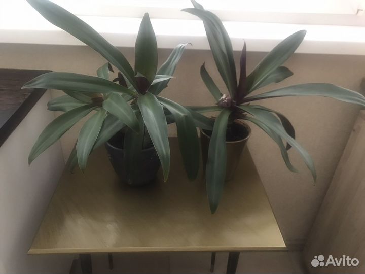 Рео домашний цветок