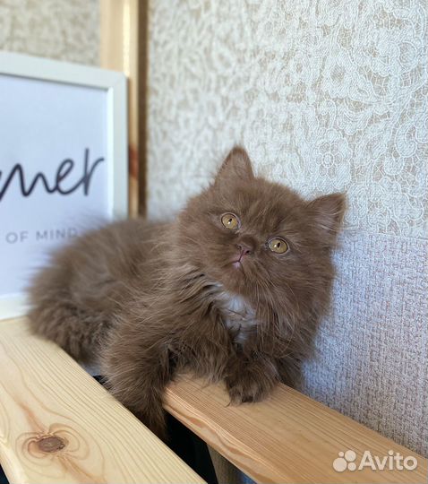 Британский шоколадный мальчик