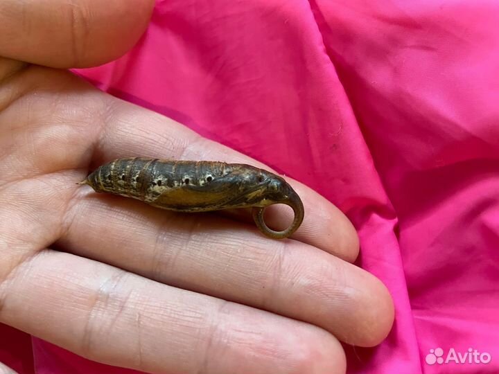 Коконы (куколки) тропипических бабочек Оптом