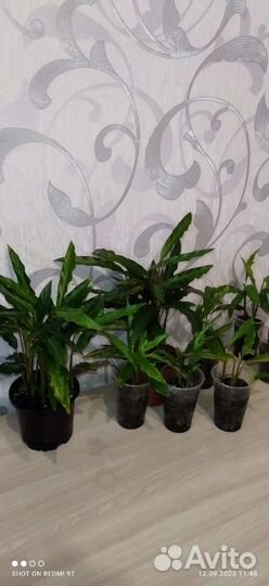 Разные комнатные