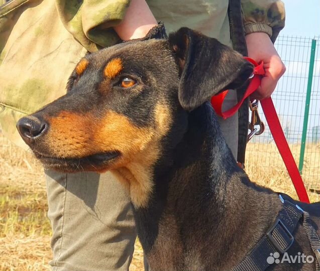 Собака в добрые руки