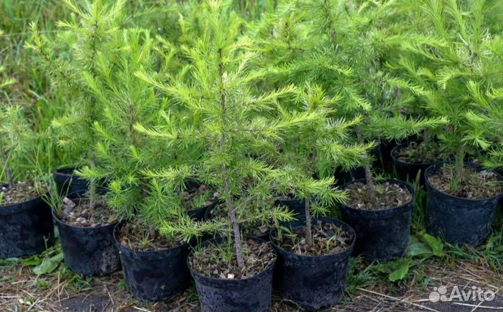 Лиственница сибирская