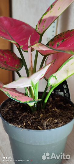 Аглаонема Ред