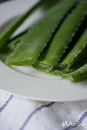 Срезанные листья взрослого Алоэ