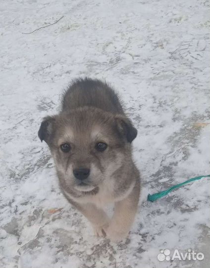 Мечтаю быть домашней