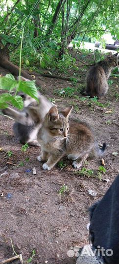 Котята